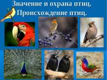 Значение и охрана птиц. Происхождение птиц myppt.ru
