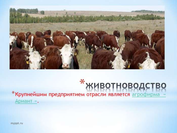 Свиноводство является ведущей отраслью животноводства Челябинской области. Численность на 1 июля 2012 года составляет 404 тысячи свиней, из них в промышленном секторе - 322 тысячи и 81тысяча- в частном секторе.