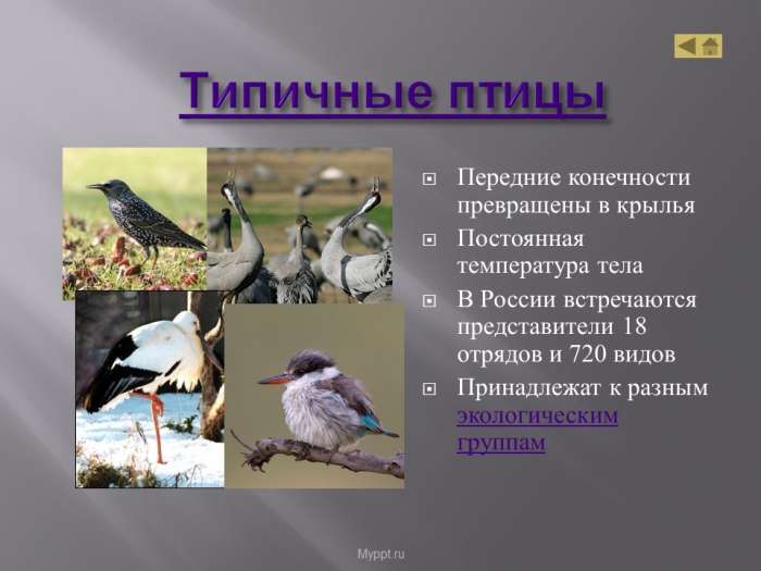 Типичные птицы  Передние конечности превращены в крылья  Постоянная температура тела  В России встречаются представители 18 отрядов и 720 видов  Принадлежат к разным экологическим группам