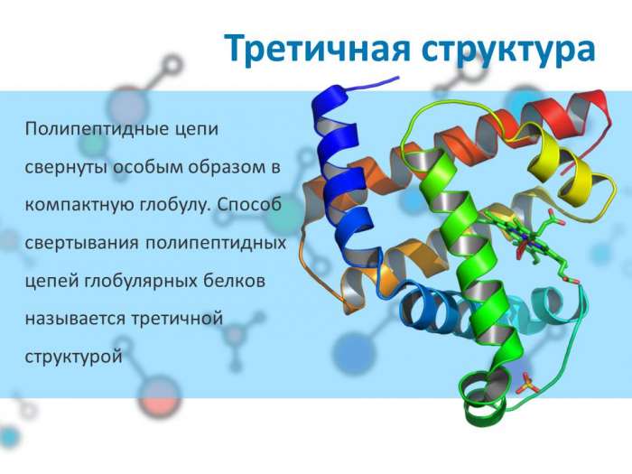 Третичная структура  Полипептидные цепи свернуты особым образом в компактную глобулу. Способ свертывания полипептидных цепей глобулярных белков называется третичной структурой.