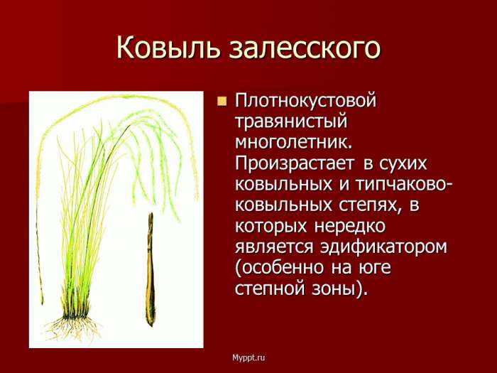 Ковыль залесского  Плотнокустовой травянистый многолетник. Произрастает в сухих ковыльных и типчаково- ковыльных степях, в которых нередко является эдификатором (особенно на юге степной зоны).