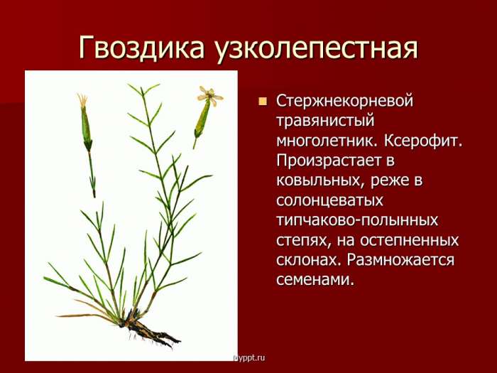 Гвоздика узколепестная  Стержнекорневой травянистый многолетник. Ксерофит. Произрастает в ковыльных, реже в солонцеватых типчаково-полынных степях, на остепненных склонах. Размножается семенами.