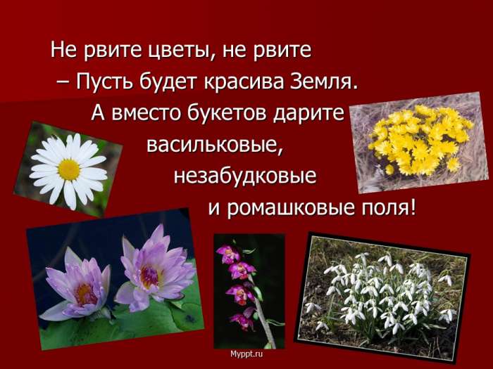 Не рвите цветы, не рвите  – Пусть будет красива Земля.  А вместо букетов дарите  васильковые,  незабудковые  и ромашковые поля!