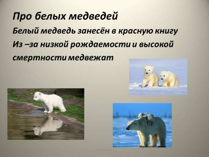 Про белых медведей  Белый медведь занесён в красную книгу  Из –за низкой рождаемости и высокой  смертности медвежат.