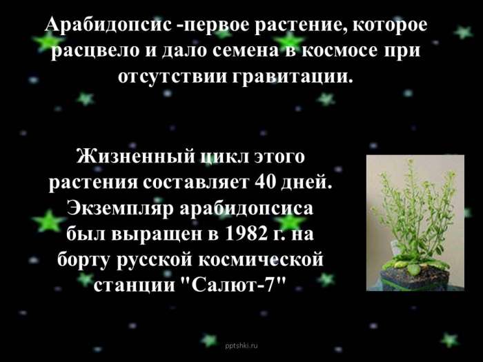Арабидопсис -первое растение, которое расцвело и дало семена в космосе при отсутствии гравитации.  Жизненный цикл этого растения составляет 40 дней. Экземпляр арабидопсиса был выращен в 1982 г. на борту русской космической станции "Салют-7"