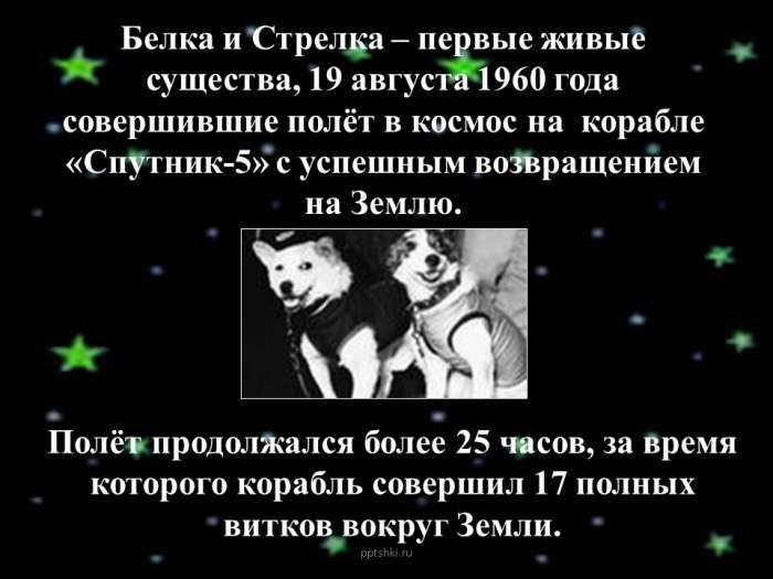 Белка и Стрелка – первые живые существа, 19 августа 1960 года совершившие полёт в космос на корабле «Спутник-5» с успешным возвращением на Землю.