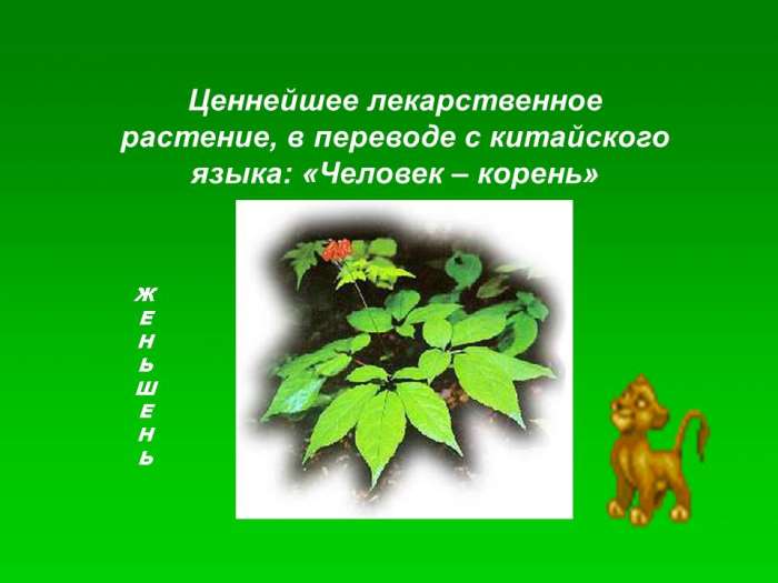 Ценнейшее лекарственное растение, в переводе с китайского языка: «Человек – корень»