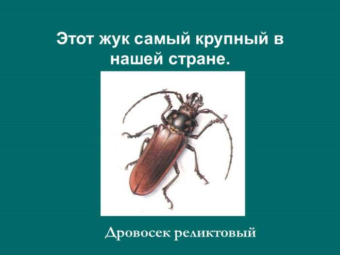 Этот жук самый крупный в нашей стране.