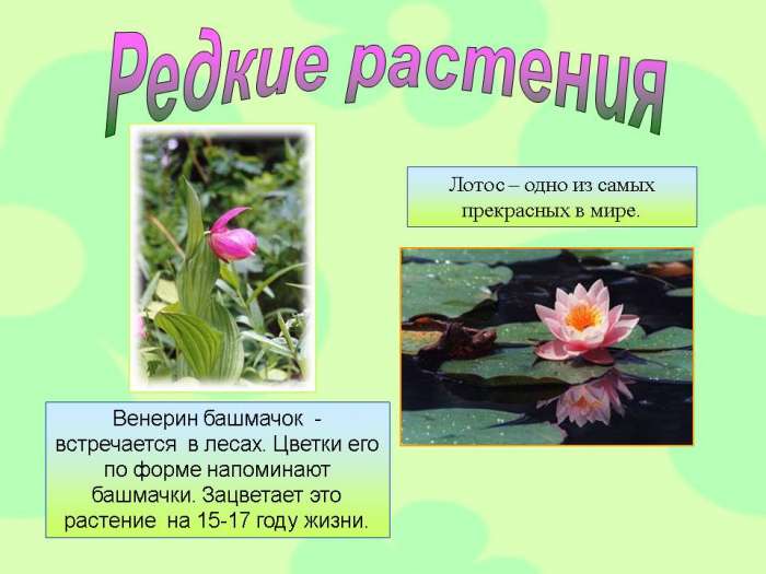 Венерин башмачок - встречается в лесах. Цветки его по форме напоминают башмачки. Зацветает это растение на 15-17 году жизни.  Лотос – одно из самых прекрасных в мире.