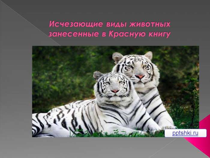 Исчезающие виды животных занесенные в Красную книгу. myppt.ru