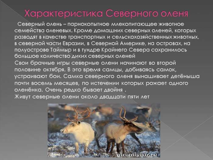 Особенности северного оленя. Северный олень исчезающий вид. Северный олень краткая информация. Северный олень описание. Информация о Северном олене.