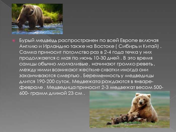 Сочинение про бурого медведя 5. Бурый кавказский медведь красная книга Краснодарского. Медведь красная книга. Бурый медведь красная книга. Бурый медведь красная книга России.