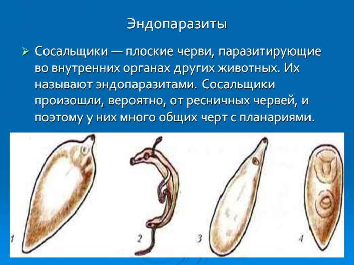 Эндопаразиты  Сосальщики — плоские черви, паразитирующие во внутренних органах других животных. Их называют эндопаразитами. Сосальщики произошли, вероятно, от ресничных червей, и поэтому у них много общих черт с планариями. myppt.ru