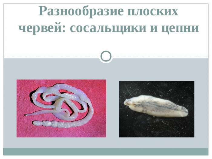 Бычий цепень дегенерация. Печеночный сосальщик цепень. Тип плоские черви паразиты. Паразитические черви сосальщики. Плоские черви ленточные эхинококк.