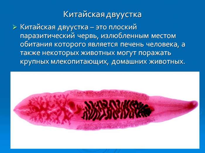 Китайская двуустка  Китайская двуустка – это плоский паразитический червь, излюбленным местом обитания которого является печень человека, а также некоторых животных могут поражать крупных млекопитающих, домашних животных.