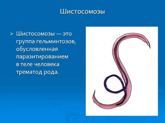 Шистосомозы  Шистосомозы — это группа гельминтозов, обусловленная паразитированием в теле человека трематод рода.