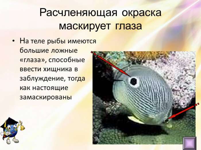 Расчленяющая окраска маскирует глаза На теле рыбы имеются большие ложные «глаза», способные ввести хищника в заблуждение, тогда как настоящие замаскированы