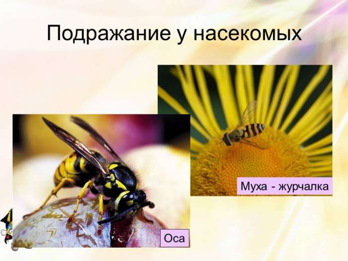 Подражание у насекомых