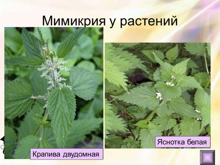 Мимикрия у растений