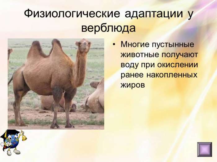 Физиологические адаптации у верблюда