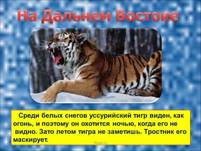 Среди белых снегов уссурийский тигр виден, как огонь, и поэтому он охотится ночью, когда его не  видно. Зато летом тигра не заметишь. Тростник его маскирует.