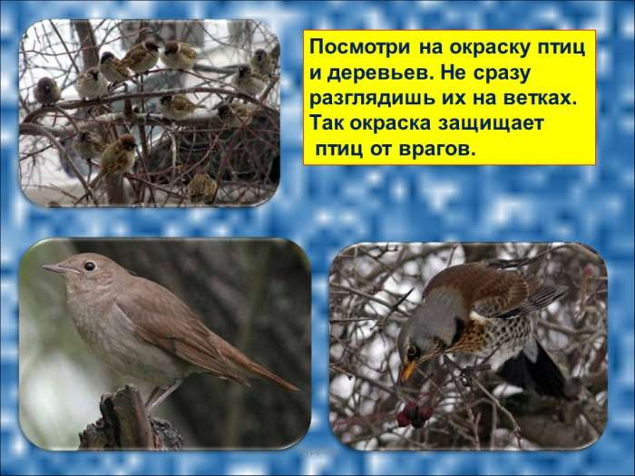 Посмотри на окраску птиц  и деревьев. Не сразу  разглядишь их на ветках.  Так окраска защищает  птиц от врагов.