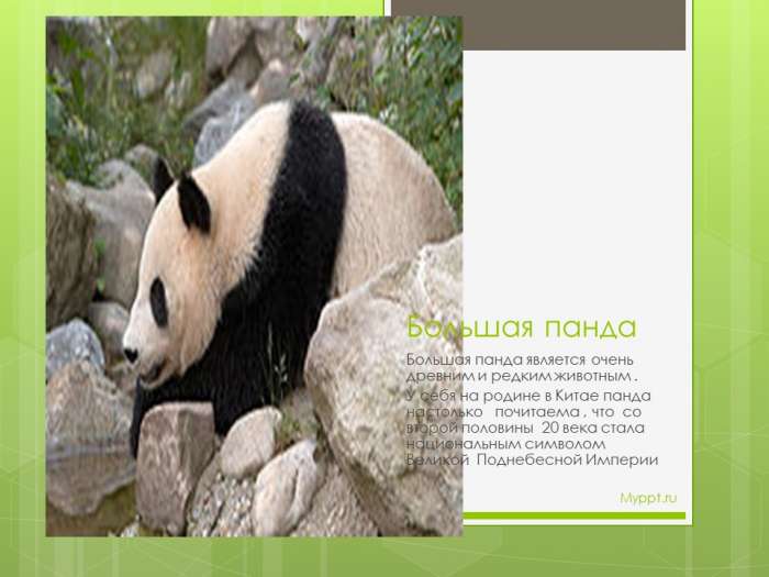Большая панда  Большая панда является очень древним и редким животным .  У себя на родине в Китае панда настолько почитаема , что со второй половины 20 века стала национальным символом Великой Поднебесной Империи
