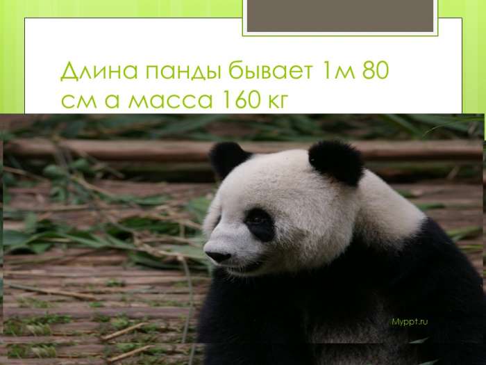 Длина панды бывает 1м 80 см а масса 160 кг