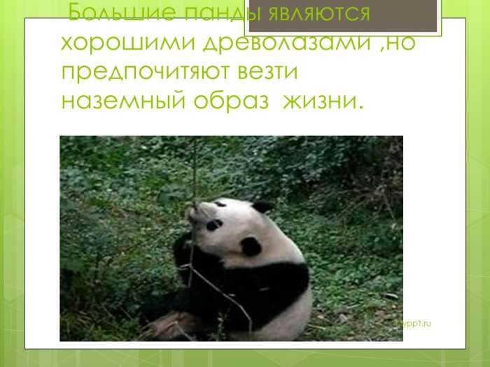 Большие панды являются хорошими древолазами ,но предпочитают везти наземный образ жизни.