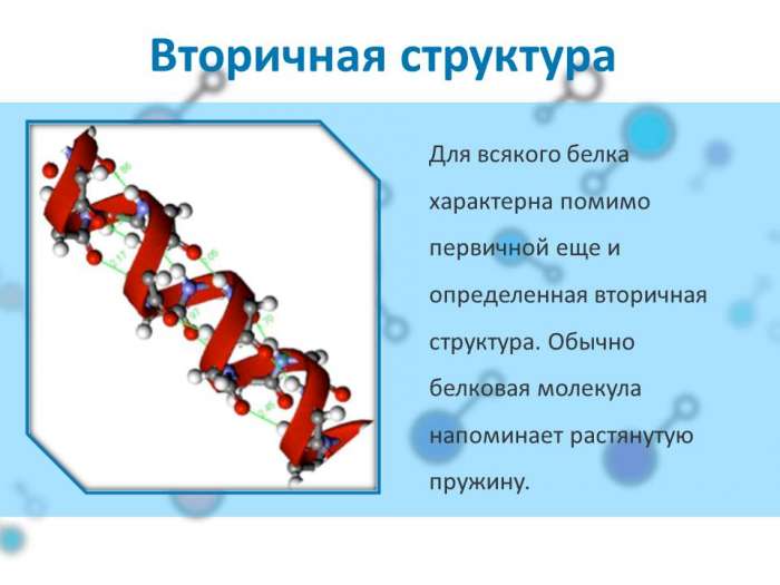 Вторичная структура  Для всякого белка характерна помимо первичной еще и определенная вторичная структура. Обычно белковая молекула напоминает растянутую пружину.