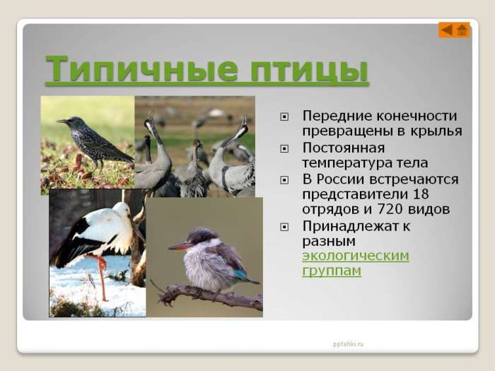 Передние конечности превращены в крылья  Постоянная температура тела  В России встречаются представители 18 отрядов и 720 видов  Принадлежат к разным экологическим группам
